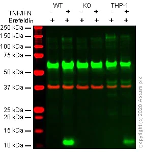 Western blot - Human CXCL10 (IP10) knockout THP-1 cell line (AB277860)
