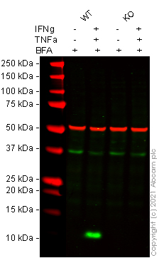 Western blot - Human CXCL10 (IP10) knockout THP-1 cell line (AB277860), expandable thumbnail