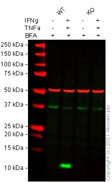 Western blot - Human CXCL10 (IP10) knockout THP-1 cell lysate (AB282997)