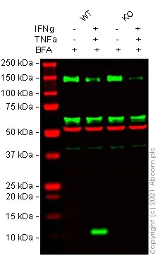 Western blot - Human CXCL10 (IP10) knockout THP-1 cell lysate (AB282997)