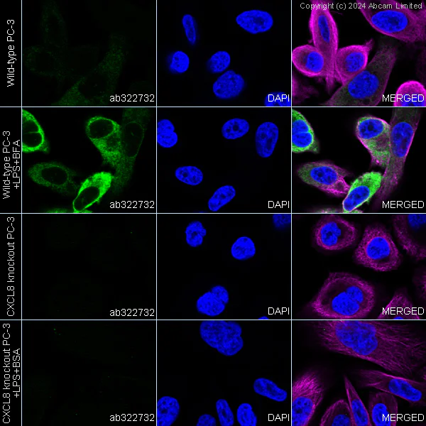 Immunocytochemistry/ Immunofluorescence - Human CXCL8 knockout PC-3 cell line (AB273743)