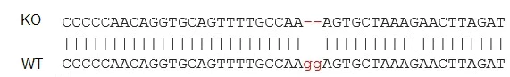 Next Generation Sequencing - Human CXCL8 knockout PC-3 cell line (AB273743)
