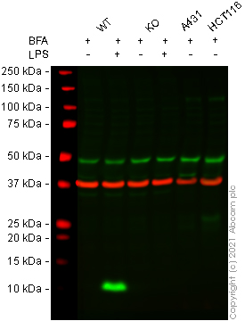 Western blot - Human CXCL8 knockout PC-3 cell lysate (AB275520)