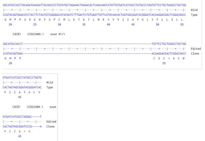 Next Generation Sequencing - Human CXCR1 knockout HCT116 cell line (AB287344), expandable thumbnail