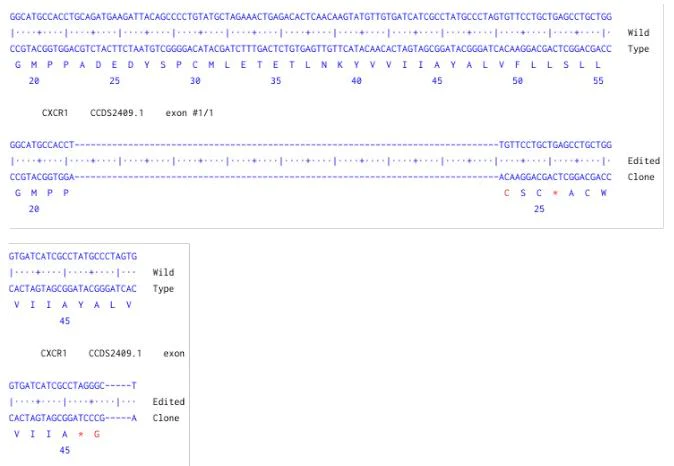 Next Generation Sequencing - Human CXCR1 knockout HCT116 cell line (AB287344)