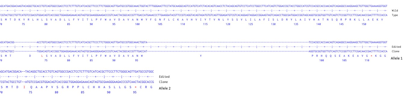 Next Generation Sequencing - Human CXCR4 knockout A549 cell line (AB287349), expandable thumbnail