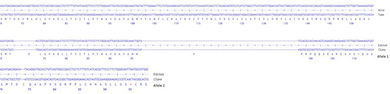 Next Generation Sequencing - Human CXCR4 knockout A549 cell line (AB287349)