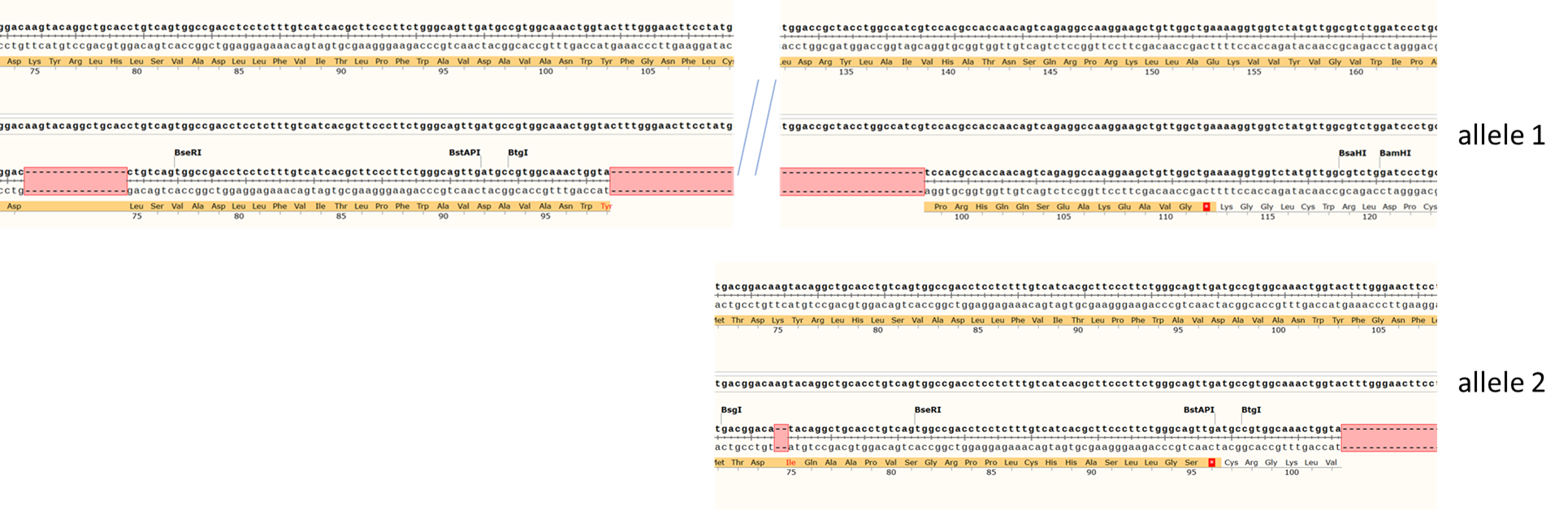 Sanger Sequencing - Human CXCR4 knockout A549 cell line (AB287349), expandable thumbnail