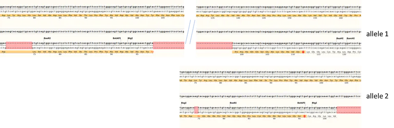 Sanger Sequencing - Human CXCR4 knockout A549 cell line (AB287349)