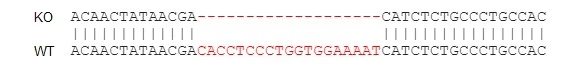 Sanger Sequencing - Human CXCR5 knockout Raji cell line (AB273380)