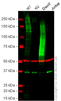 Western blot - Human CXCR5 knockout Raji cell line (AB273380)