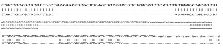 Sanger Sequencing - Human CYBC1 Knockout HCT116 cell line (AB324224)