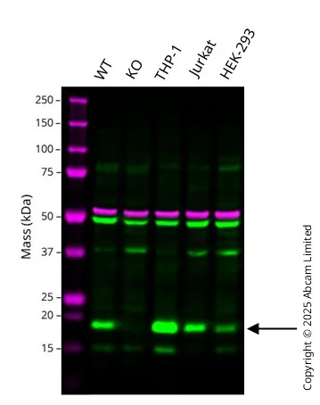 Western blot - Human CYBC1 Knockout HCT116 cell line (AB324224)