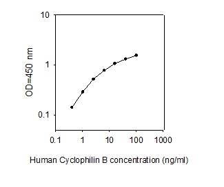 ELISA - Human Cyclophilin B ELISA Kit (AB277409)
