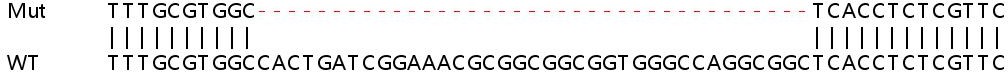 Sanger Sequencing - Human CYP1B1 knockout A549 cell lysate (AB257199), expandable thumbnail