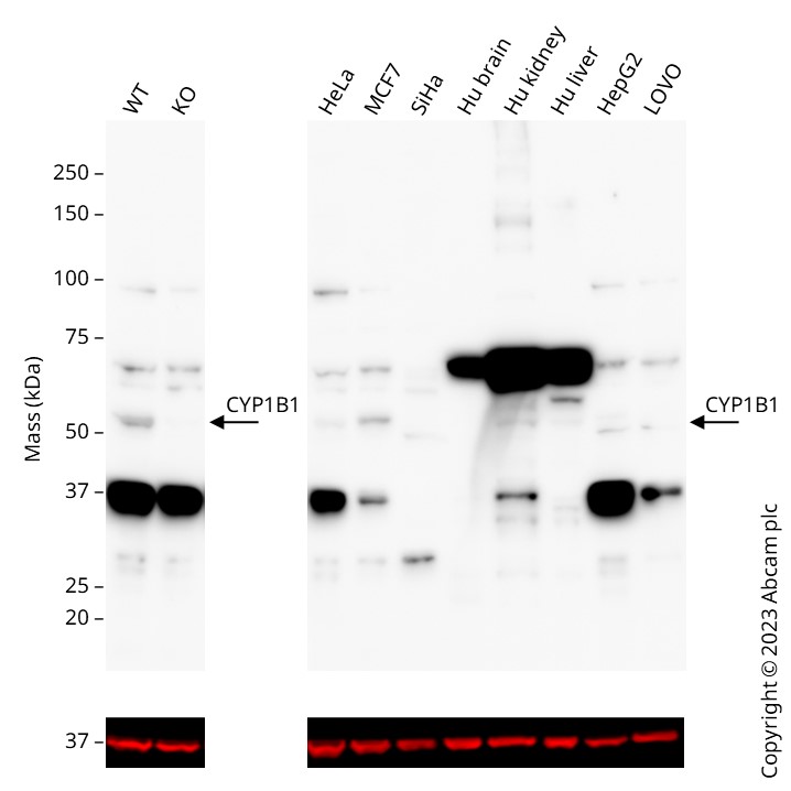 Western blot - Human CYP1B1 knockout A549 cell lysate (AB269641)