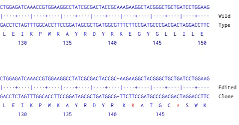 Next Generation Sequencing - Human CYP24A1 knockout A549 cell line (AB273735)