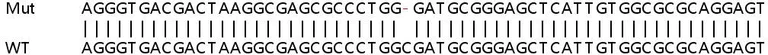 Sanger Sequencing - Human CYR61 (CCN1) knockout HeLa cell lysate (AB257406)