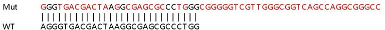 Sanger Sequencing - Human CYR61 (CCN1) knockout HeLa cell lysate (AB257406)