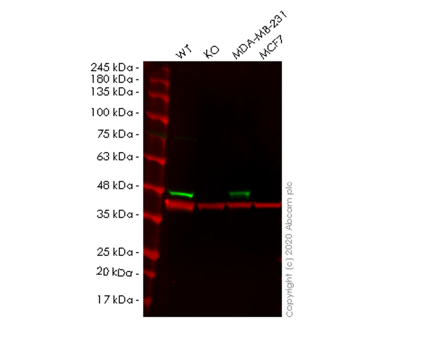 Western blot - Human CYR61 (CCN1) knockout HeLa cell lysate (AB257406)