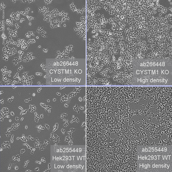 Human CYSTM1 (ORF1 FL49) knockout HEK-293T cell line
