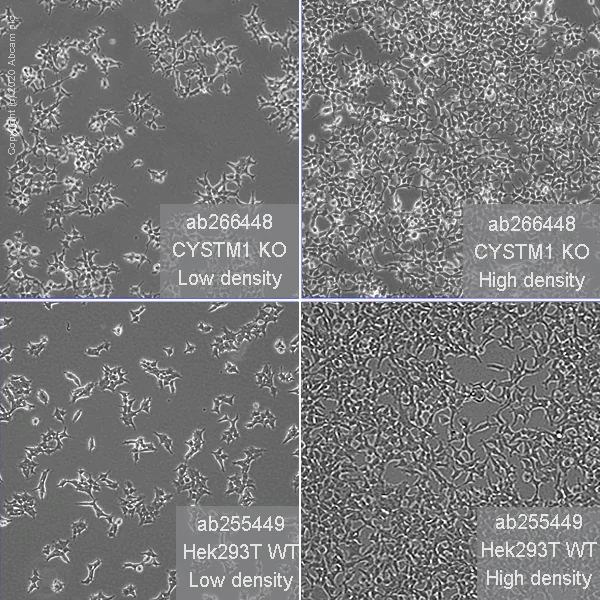 Cell Culture - Human CYSTM1 (ORF1 FL49) knockout HEK-293T cell line (AB266448)