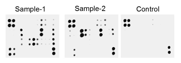 Protein Array - Human Cytokine Antibody Array I (Membrane, 37 Targets) (AB211059), expandable thumbnail