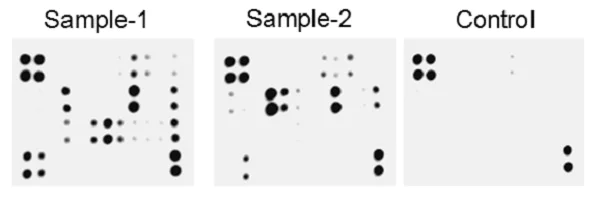 Multiplex Protein Detection - Human Cytokine Antibody Array - Membrane (274 Targets) (AB198496)
