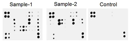 Multiplex Protein Detection - Human Cytokine Antibody Array - Membrane (51 targets) (AB169815)