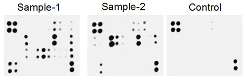 Multiplex Protein Detection - Human Cytokine Antibody Array - Membrane (51 targets) (AB169815)