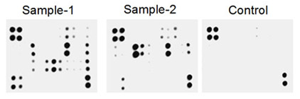 Multiplex Protein Detection - Human Cytokine Antibody Array - Membrane (54 targets) (AB169816), expandable thumbnail