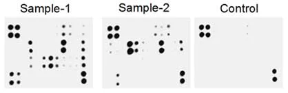 Multiplex Protein Detection - Human Cytokine Antibody Array - Membrane (60 targets) (AB169818)