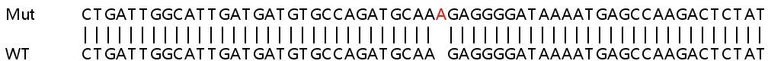 Sanger Sequencing - Human DAB2 knockout HeLa cell line (AB265731)