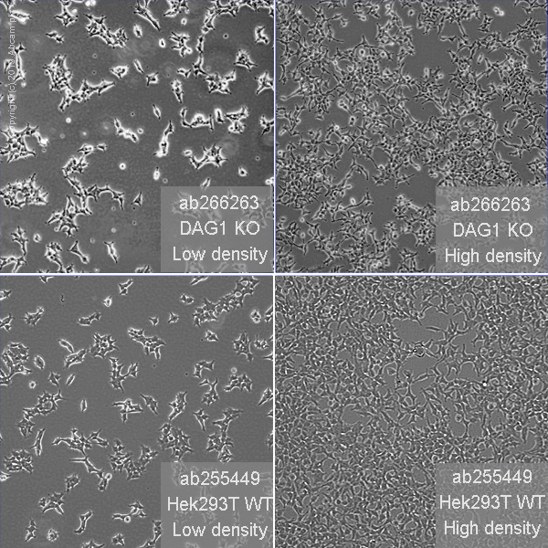 雲図　K-014-1BR3 雲図 K-014-1BR3 unzen