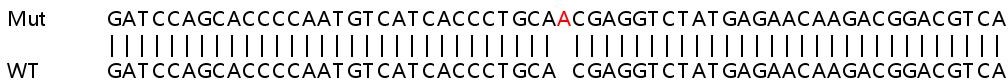 Sanger Sequencing - Human DAPK1 (DAP Kinase 1) knockout HEK-293T cell line (AB266224)