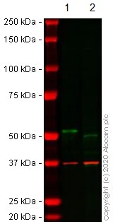 Western blot - Human DAPK3 (ZIP Kinase) knockout HEK-293T cell line (AB266755)