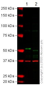 Western blot - Human DAPK3 (ZIP Kinase) knockout HEK-293T cell line (AB266755)