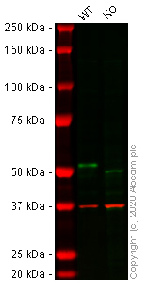 Western blot - Human DAPK3 (ZIP Kinase) knockout HEK-293T cell lysate (AB257407)