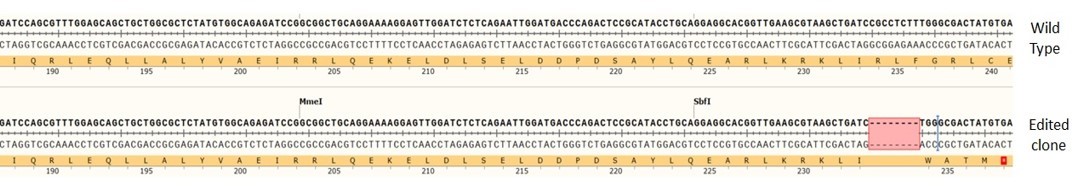 Human DAXX knockout A549 cell line