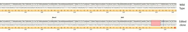 Sanger Sequencing - Human DAXX knockout A549 cell line (AB287356)