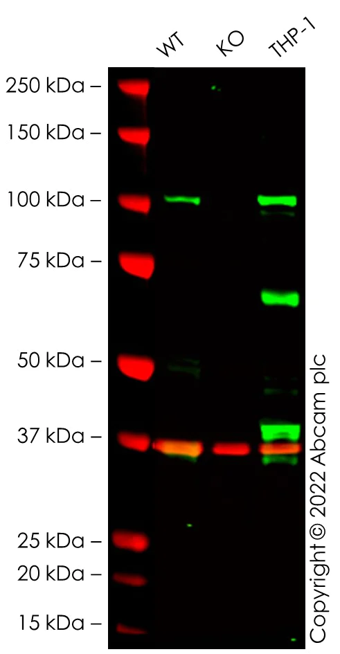 Western blot - Human DAXX knockout A549 cell line (AB287356)