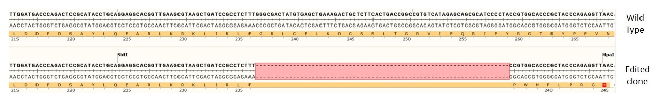 Next Generation Sequencing - Human DAXX knockout HCT116 cell line (AB287355), expandable thumbnail