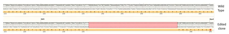 Next Generation Sequencing - Human DAXX knockout HCT116 cell line (AB287355)