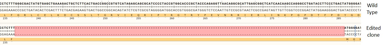 Human DAXX knockout MCF7 cell line