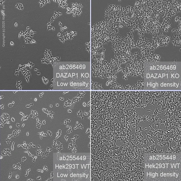 Cell Culture - Human DAZAP1 knockout HEK-293T cell line (AB266469)