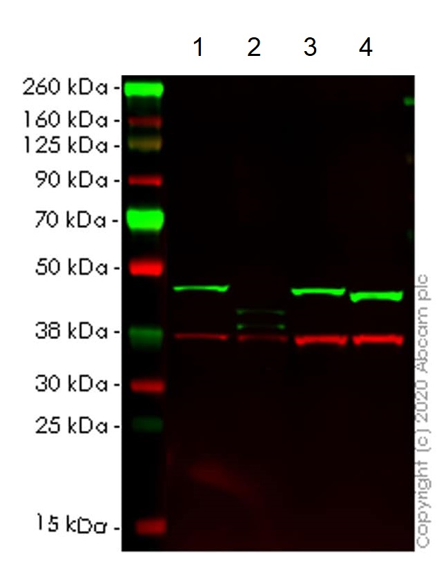 Human DAZAP1 knockout HEK-293T cell line