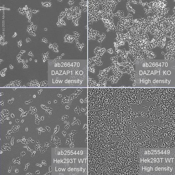 Cell Culture - Human DAZAP1 knockout HEK-293T cell line (AB266470)