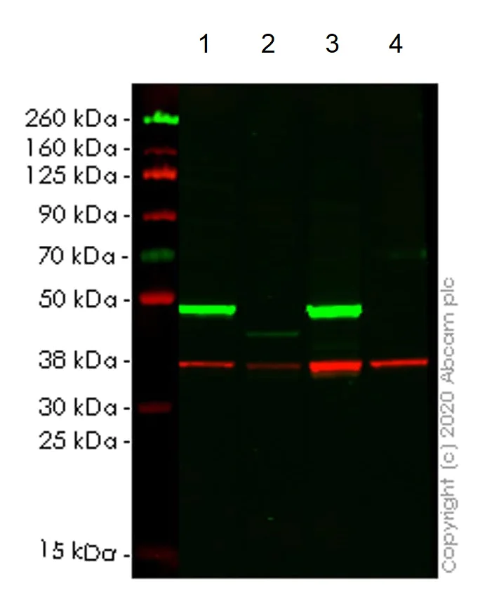 Western blot - Human DAZAP1 knockout HEK-293T cell line (AB266470)