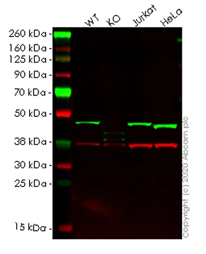 Western blot - Human DAZAP1 knockout HEK-293T cell lysate (AB257911)