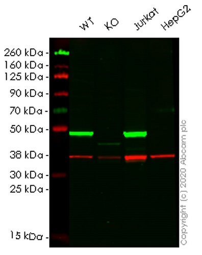 Western blot - Human DAZAP1 knockout HEK-293T cell lysate (AB257912)